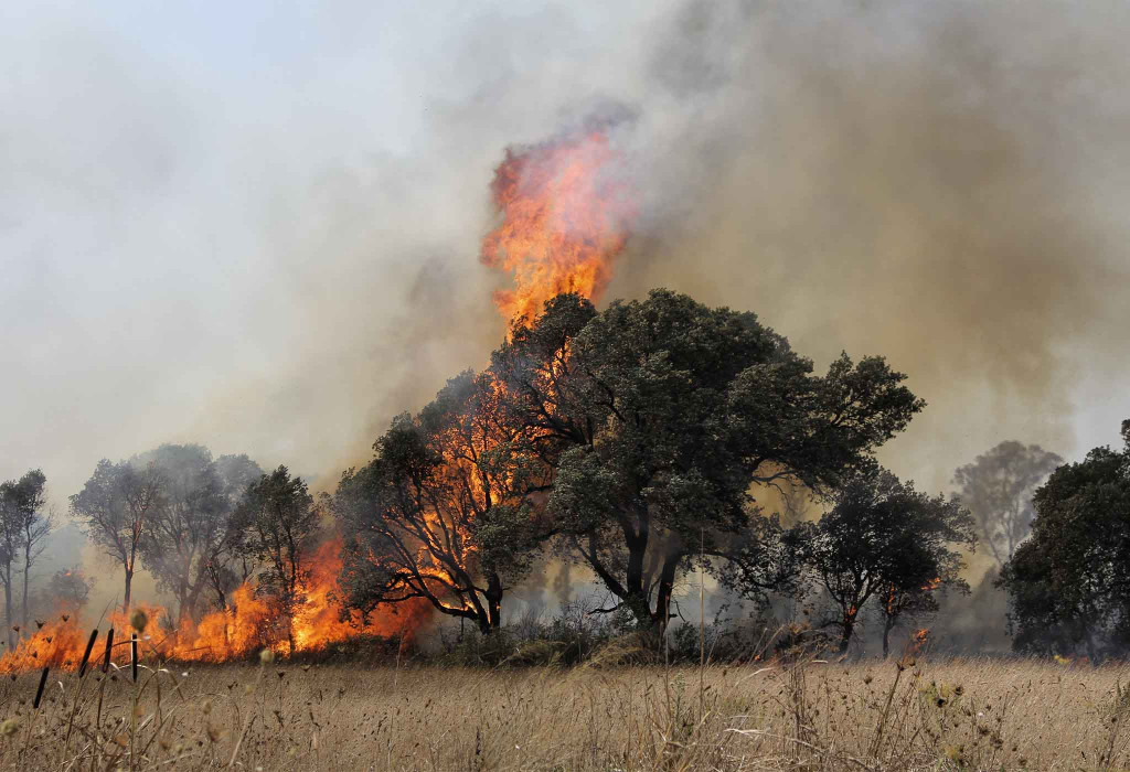 Wildfire Burning Trees and Dry Grass