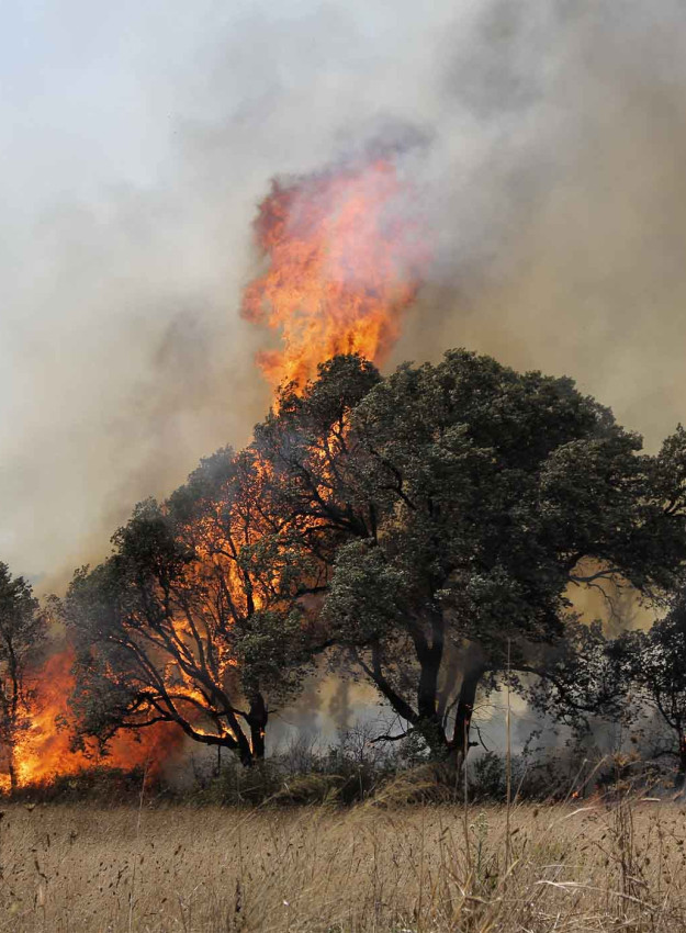 Wildfire Burning Trees and Dry Grass
