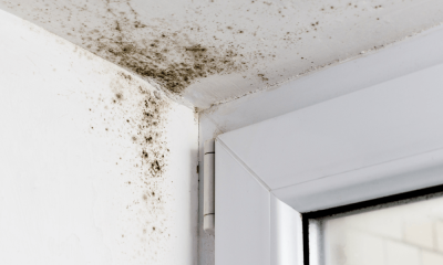 Mold on the Interior of a Residence 
